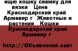 ищю кошку сиамку для вязки › Цена ­ 500 - Краснодарский край, Армавир г. Животные и растения » Кошки   . Краснодарский край,Армавир г.